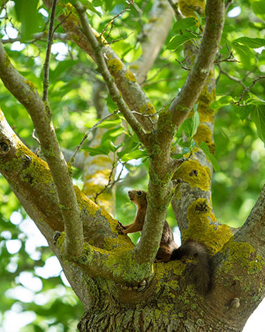 Scoiattolo sull'albero